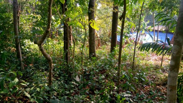 49 cents of land at mudakuzha, kurupampady, Ernakulam