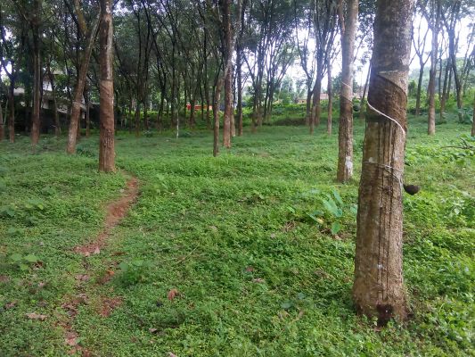 1 acre plot in mulanthuruthy , arakkunnam