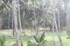 20  cents of Square plot land , Kandanissery , near Guruvayur , Thrissur .