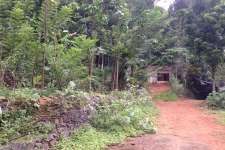 3.20 Acre Rubber Plantation with old House in Chenappady, Kanjirappally, Kottayam