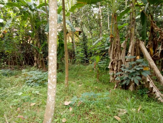 8 cent house plot for sale in Thripnithunithura-Chottanikara