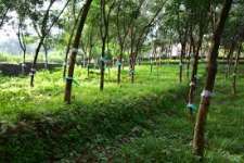 1.5 acre rubber plot for sale in ayoor,kottarakara( Kollam dist) per cent at Rs.75000.