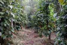 Agriculture land sale in idukki