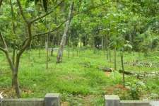 30 cent house plot for sale at Thodupuzha.