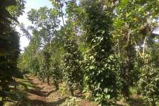 2 ACRES OF PEPPER PLANTATION