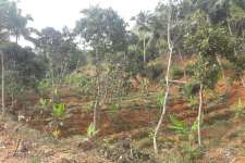 Agricultural land ( Eco friendly Green Farm)