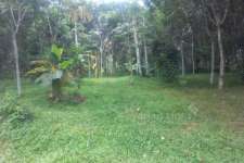 60 cent land for sale in Wayanad