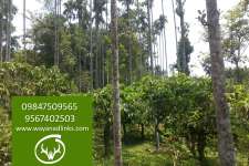 1 acre coffee land for sale 16 Lakhs only....Wayanad